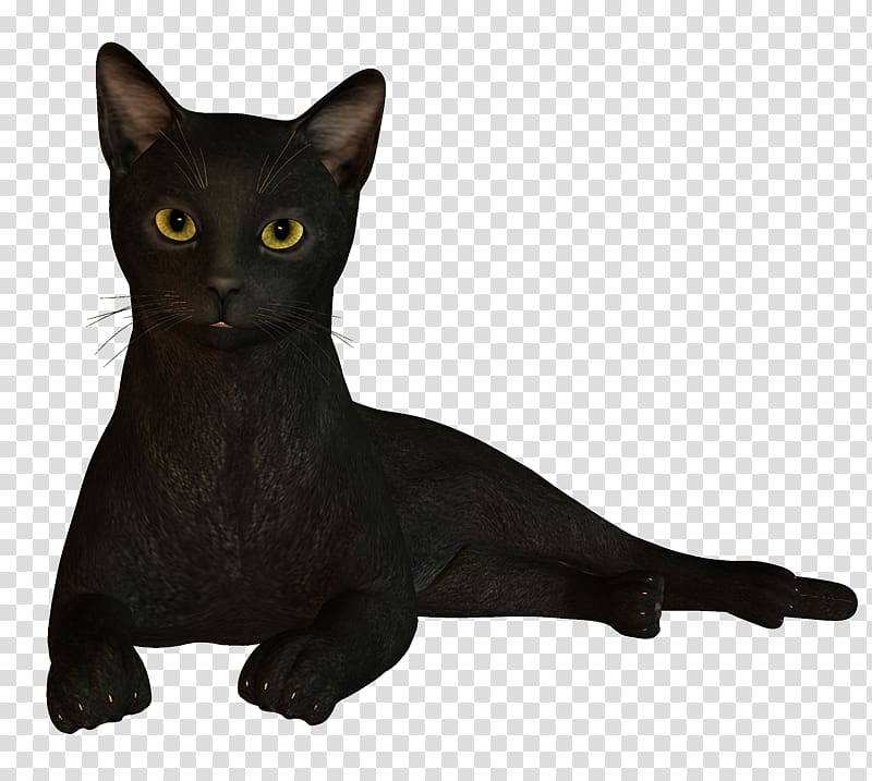 Black cat Bombay cat Korat Havana Brown Burmese cat, funny cat transparent background PNG clipart