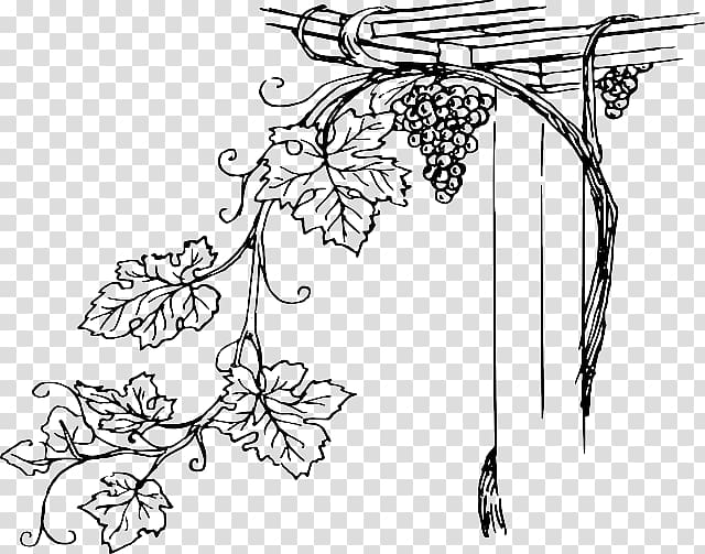 Common Grape Vine Wine Concord grape, european flower vine transparent background PNG clipart