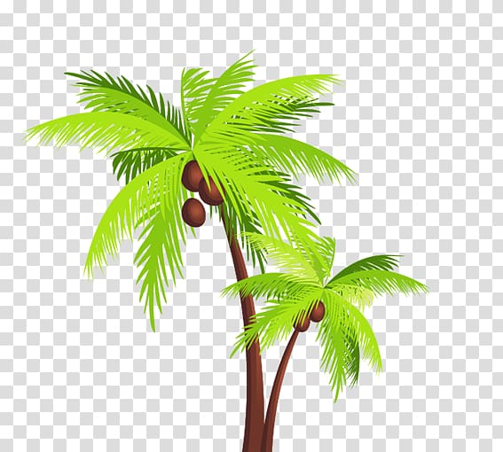 Coconut Arecaceae Tree , coconut tree transparent background PNG clipart