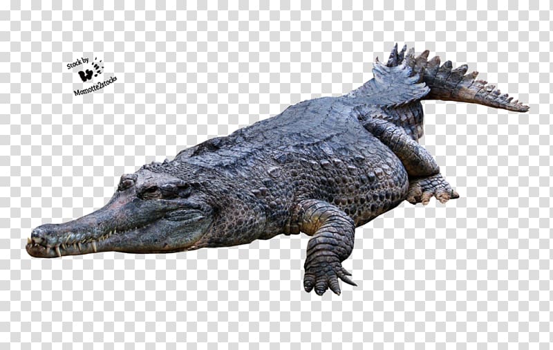 Crocodiles American alligator, Crocodile transparent background PNG clipart
