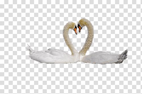 two white swans, Swan Couple transparent background PNG clipart