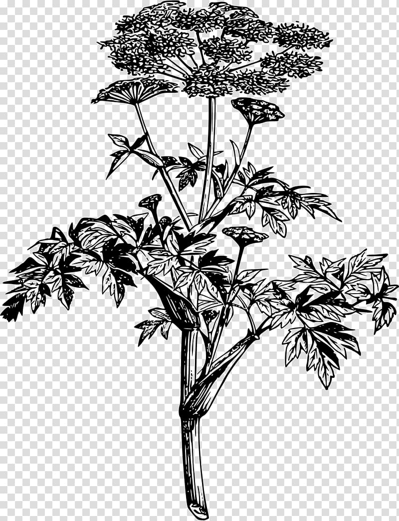 Angelica archangelica Plant Drawing Root, flower black transparent ...