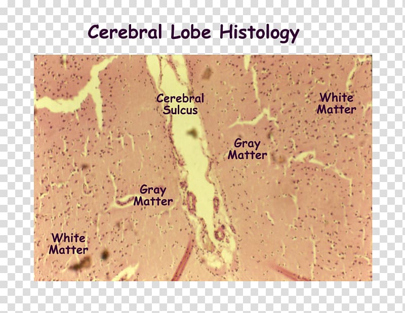 Cerebral cortex Brain Histology Cerebrum Nervous system, Brain transparent background PNG clipart