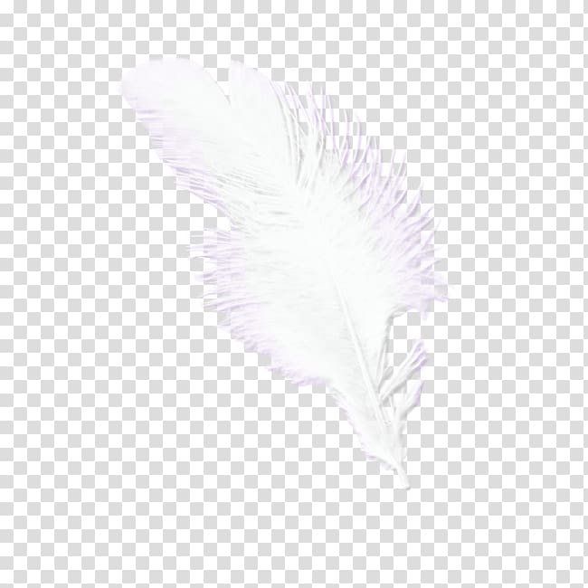 white feather, Feather Pattern, feather transparent background PNG clipart