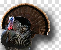 Turkey transparent background PNG clipart