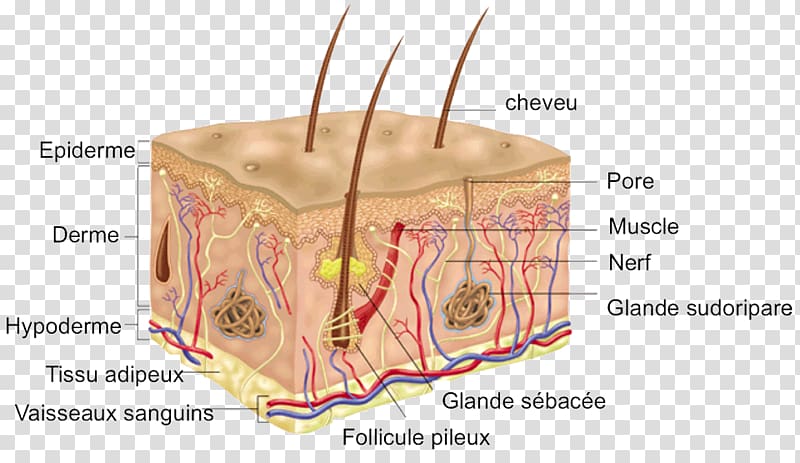 Integumentary system Human body Organ system Anatomy Human skin, integumentary system transparent background PNG clipart