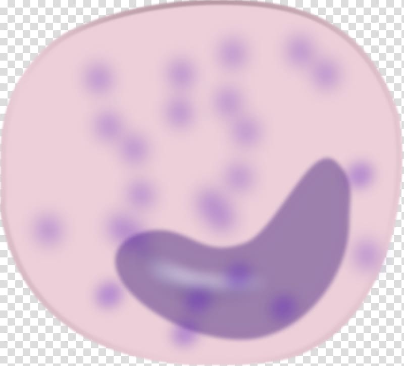 Monocyte Blood cell Macrophage , Macrophage transparent background PNG clipart