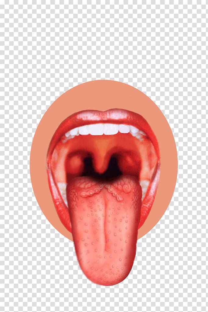 Taste bud Tongue map Sense, tongue transparent background PNG clipart