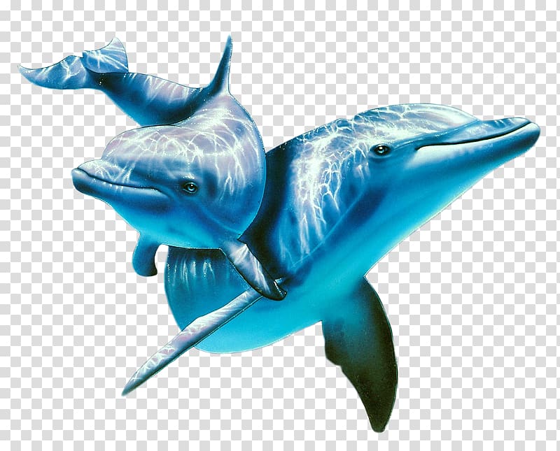 dolphin transparent background PNG clipart