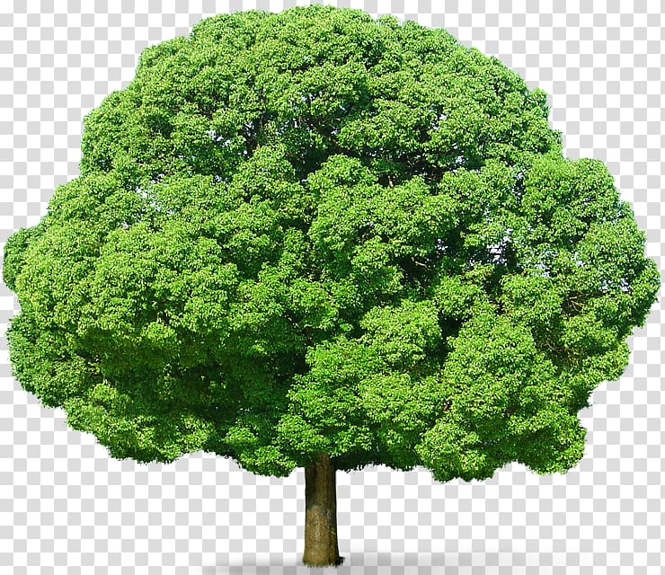 Tree , Green Tree , green leafed tree illustration transparent background PNG clipart