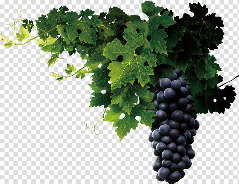 purple grapes illustration, Juice Wine Common Grape Vine Grape seed extract, grape transparent background PNG clipart