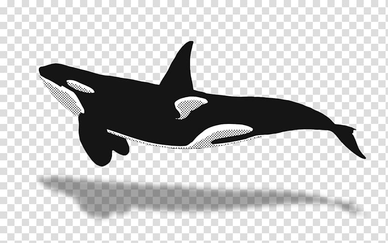 Dolphin Killer whale Sperm whale Cetacea , dolphin transparent background PNG clipart