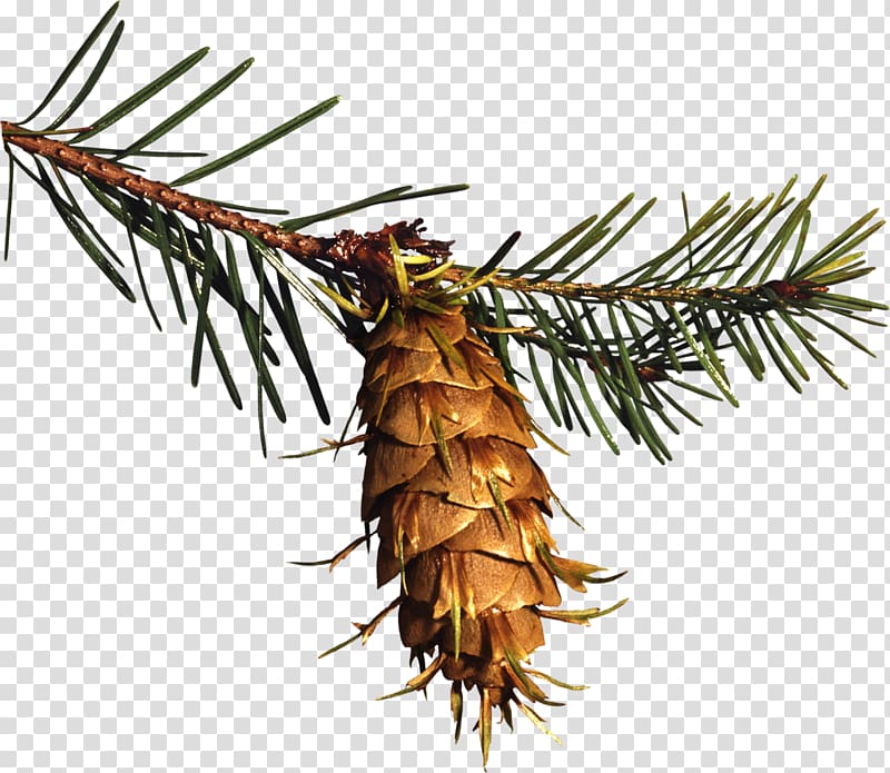 Spruce Conifer cone Pine , twig transparent background PNG clipart