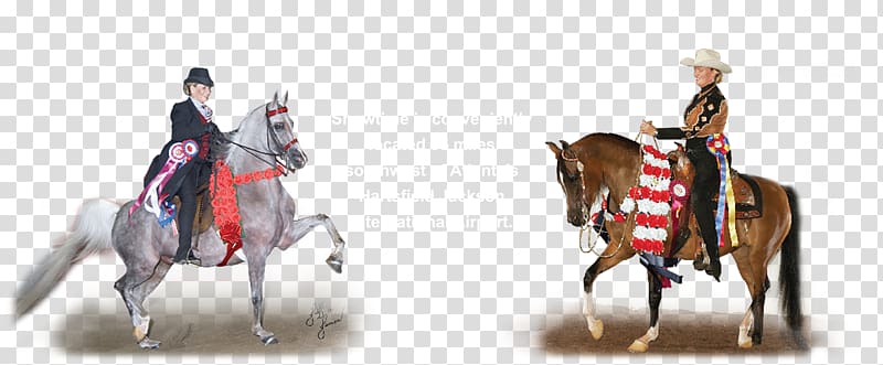 Showtime Training Center Stallion Arabian horse Western riding Bridle, Arabian Horse transparent background PNG clipart