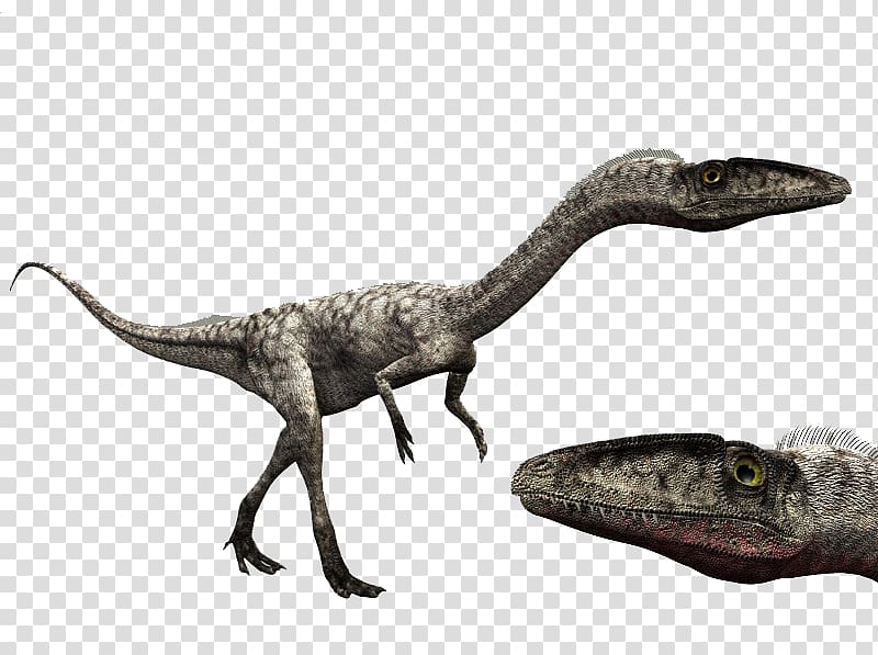 Velociraptor Coelophysis Giganotosaurus Dilophosaurus Spinosaurus, dinosaur transparent background PNG clipart