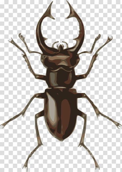 Stag beetle Drawing , Beetle transparent background PNG clipart
