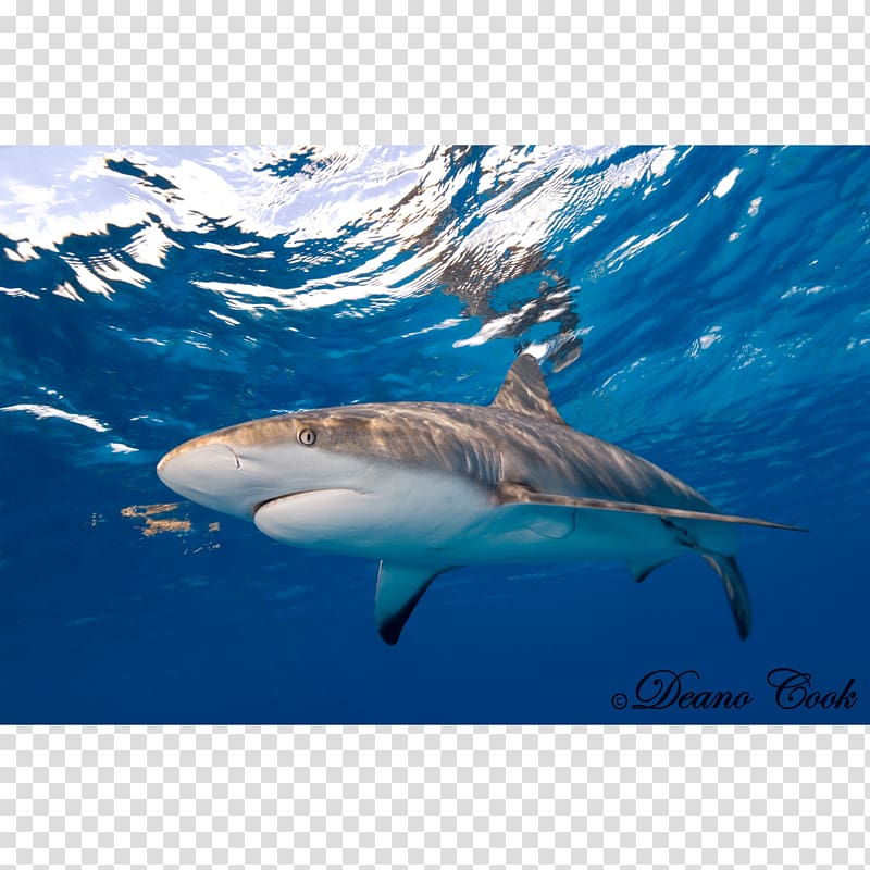 Tiger shark Great white shark Caribbean reef shark Requiem sharks, shark transparent background PNG clipart