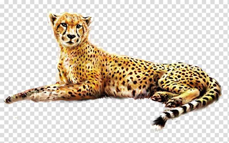 Cheetah Jaguar African leopard Felinae, leopard transparent background PNG clipart
