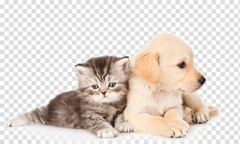 cats and dogs transparent background PNG clipart