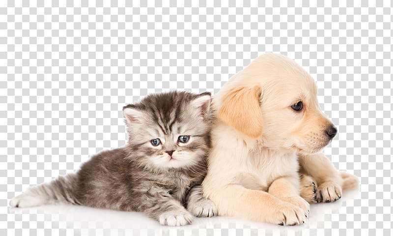 Cats and dogs transparent background PNG clipart