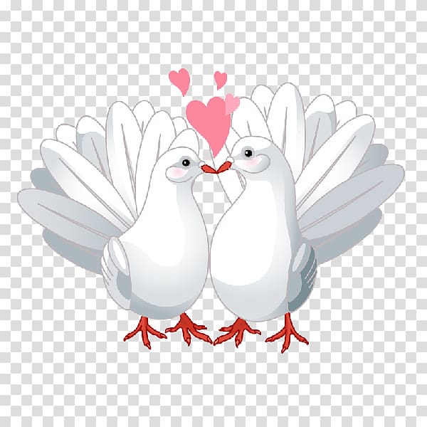 Columbidae Lovebird Doves as symbols , DOVE transparent background PNG clipart