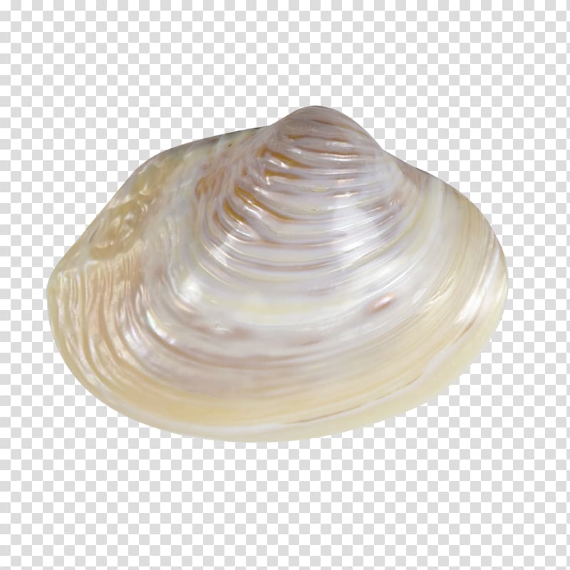 Clam Seashell Mussel Conchology Sea snail, seashell transparent background PNG clipart