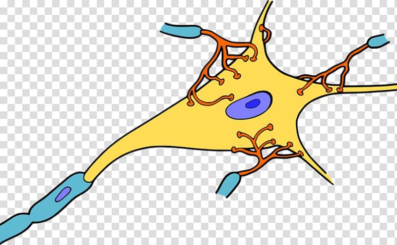 The Neuron Nervous system Dendrite Nerve, brain transparent background PNG clipart