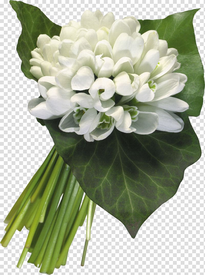 Snowdrop Flower , Bouquet of white material transparent background PNG clipart