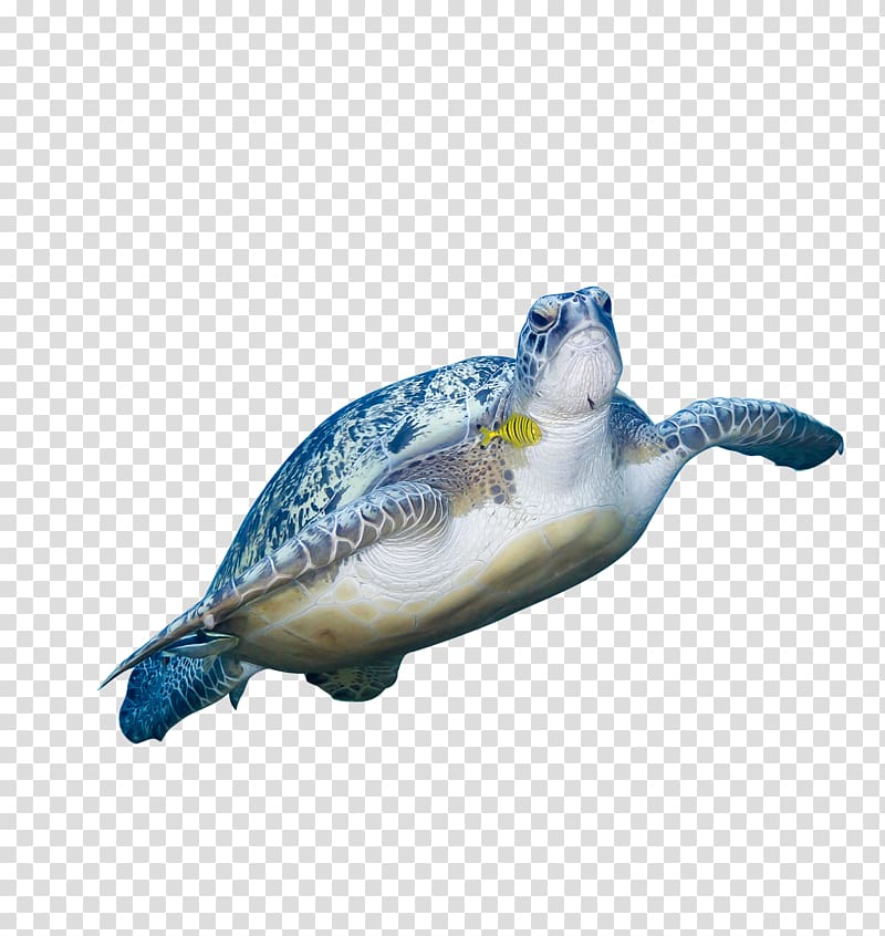 blue and white sea turtle, Green sea turtle Animal, HD sea turtles transparent background PNG clipart