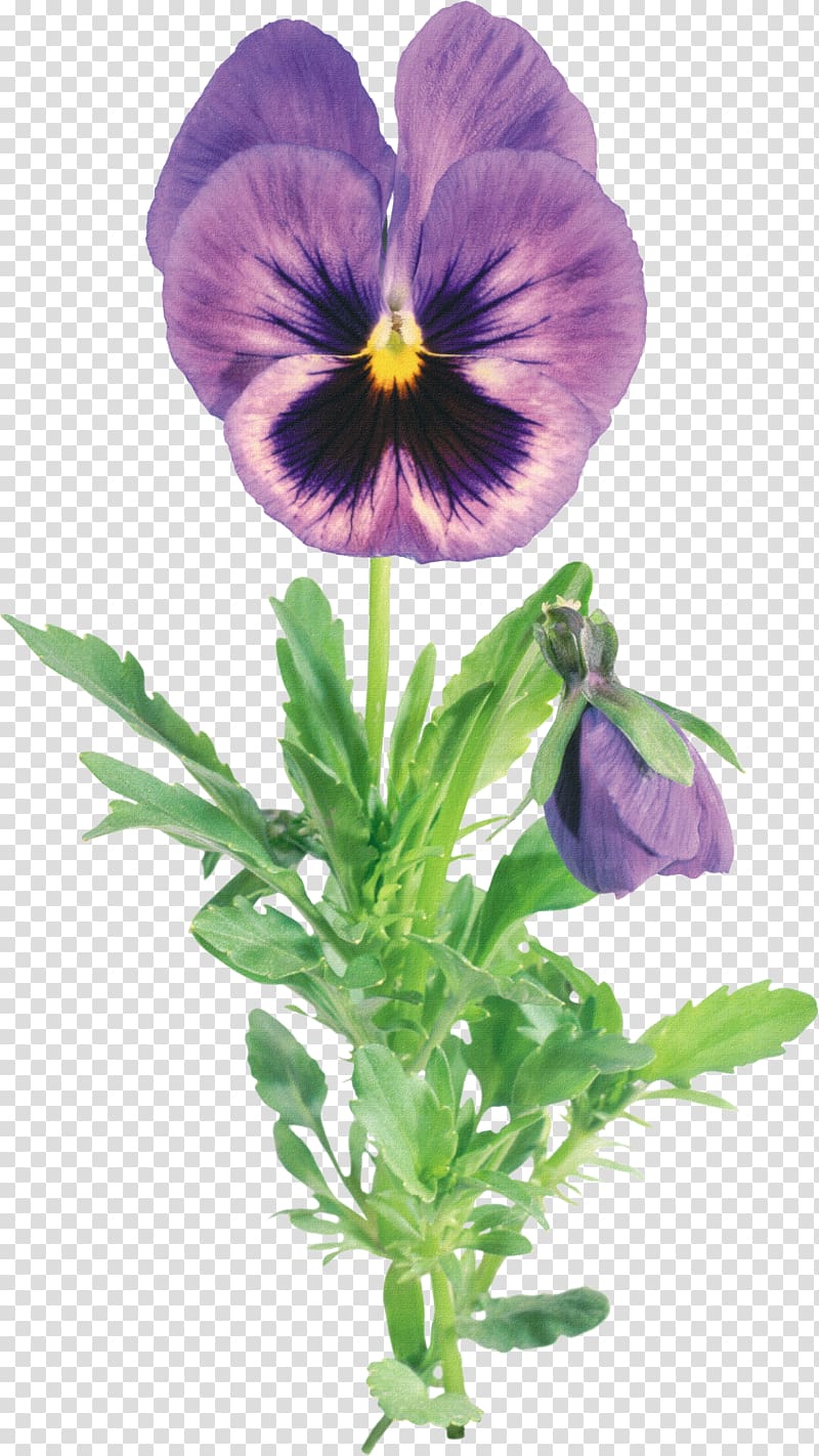 Viola tricolor frame , Creative abstract Flowers Flowers transparent background PNG clipart