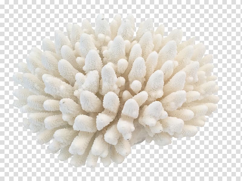 white coral, Elkhorn coral Interior Design Services, coral transparent background PNG clipart