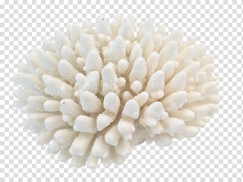 White coral, Elkhorn coral Interior Design Services, coral