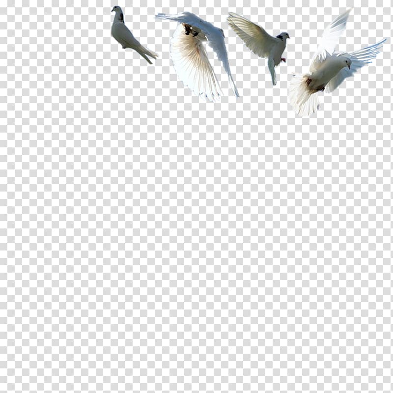Rock dove Bird Columbidae Feather, Pigeons transparent background PNG clipart