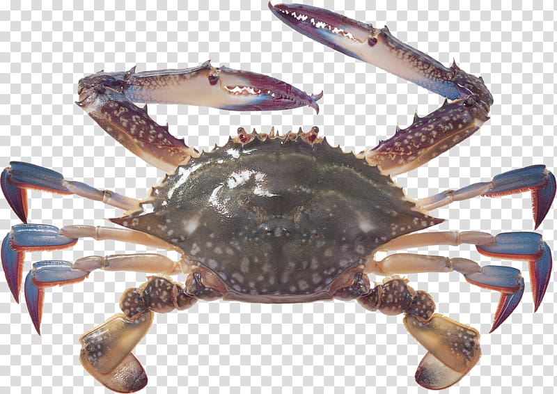 Crab Computer Icons , crabhd transparent background PNG clipart
