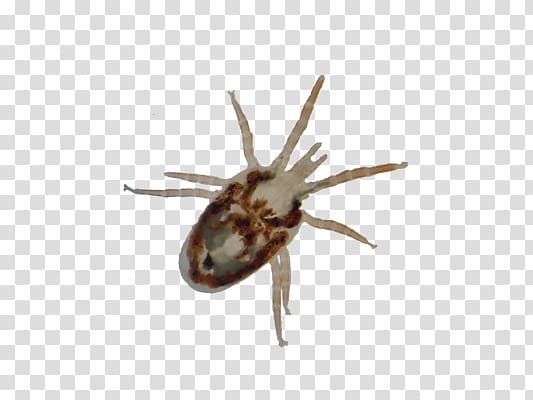 Tick transparent background PNG clipart