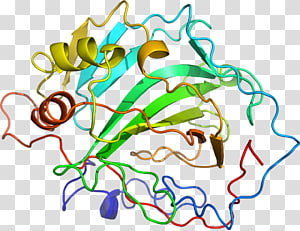 Leaf Line art , Leaf transparent background PNG clipart thumbnail