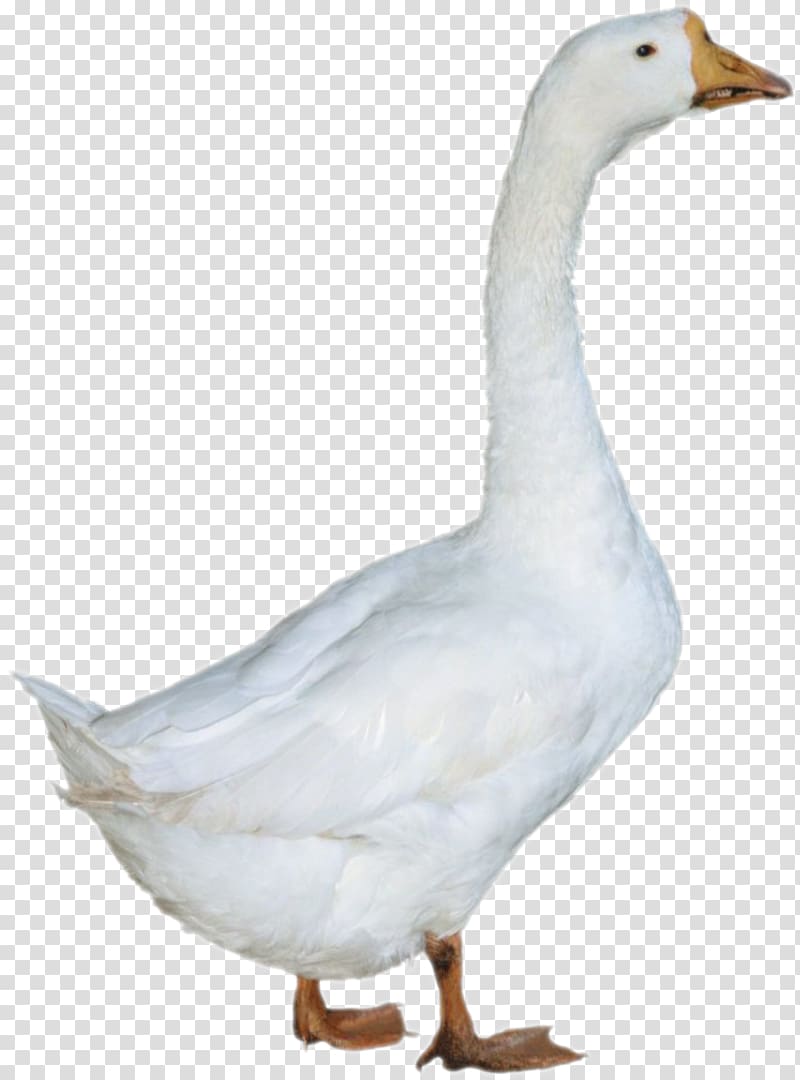 Duck American Pekin, Goose transparent background PNG clipart