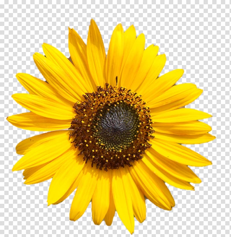 Common sunflower Yellow , flower transparent background PNG clipart