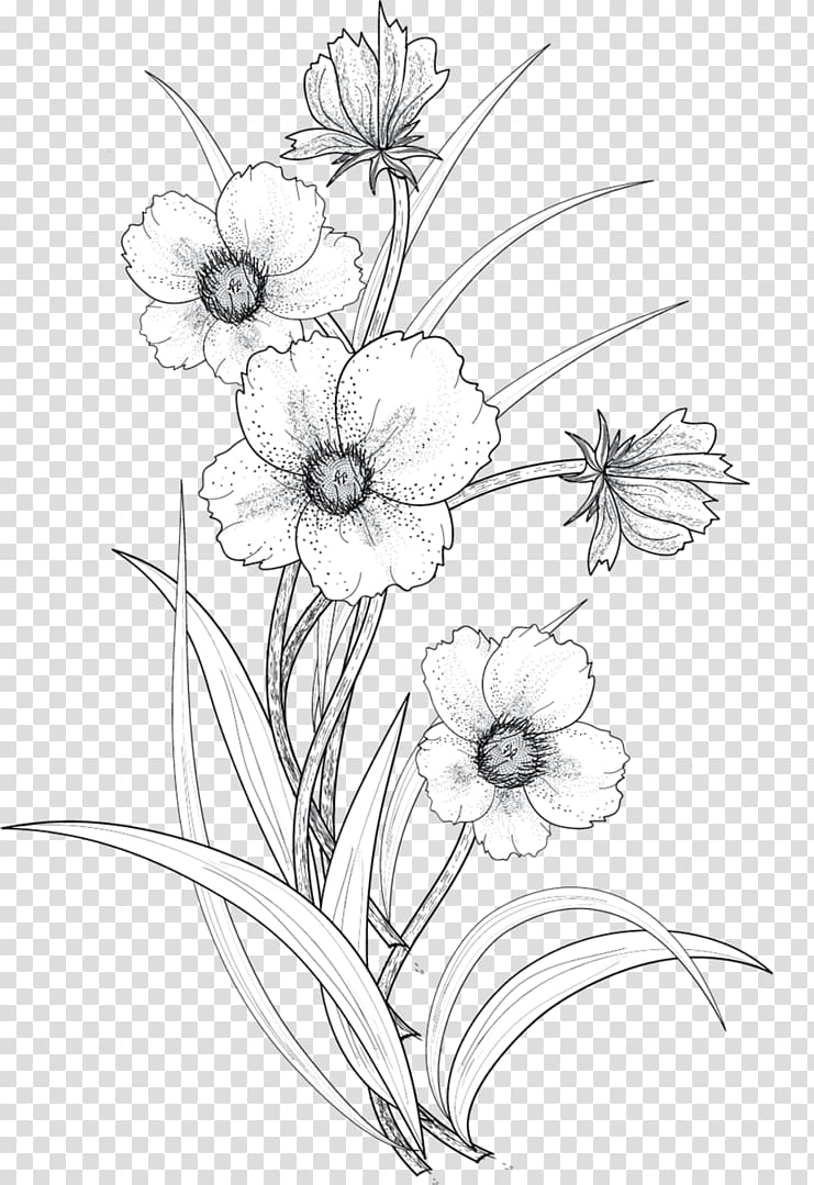 line drawing flowers transparent background PNG clipart