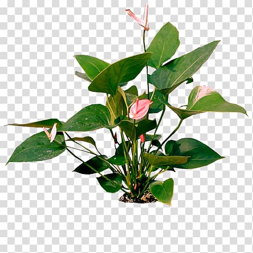 Cut flowers Beach rose Flowerpot, flower transparent background PNG clipart