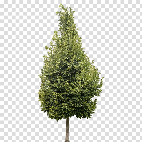 Artificial Christmas tree Pre-lit tree, christmas tree transparent background PNG clipart