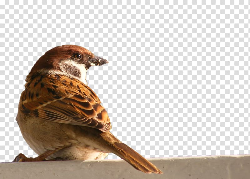 Bird House Sparrow, HD sparrow transparent background PNG clipart