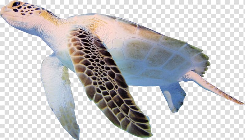 Turtle Cheloniidae , Sea turtle transparent background PNG clipart