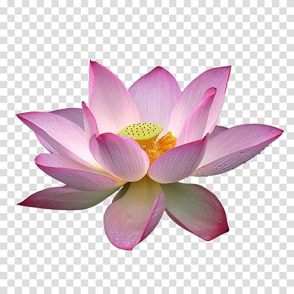 Nelumbo nucifera Lotus effect , 95 transparent background PNG clipart
