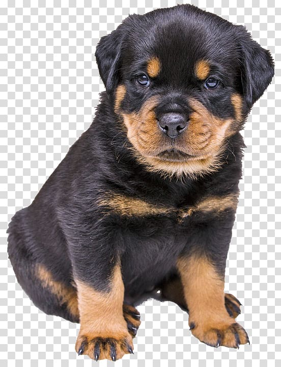 Rottweiler Puppy Boxer Siberian Husky German Shepherd, creative pet dog transparent background PNG clipart