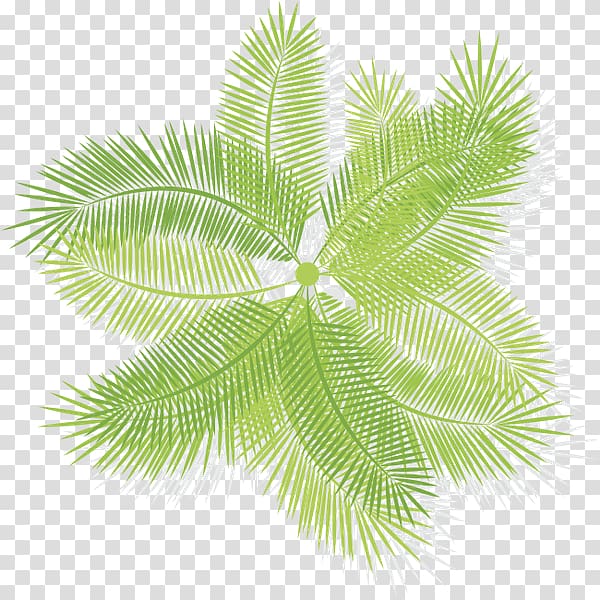 Leaf Burknar Arecaceae Fern Vascular plant, Leaf transparent background PNG clipart