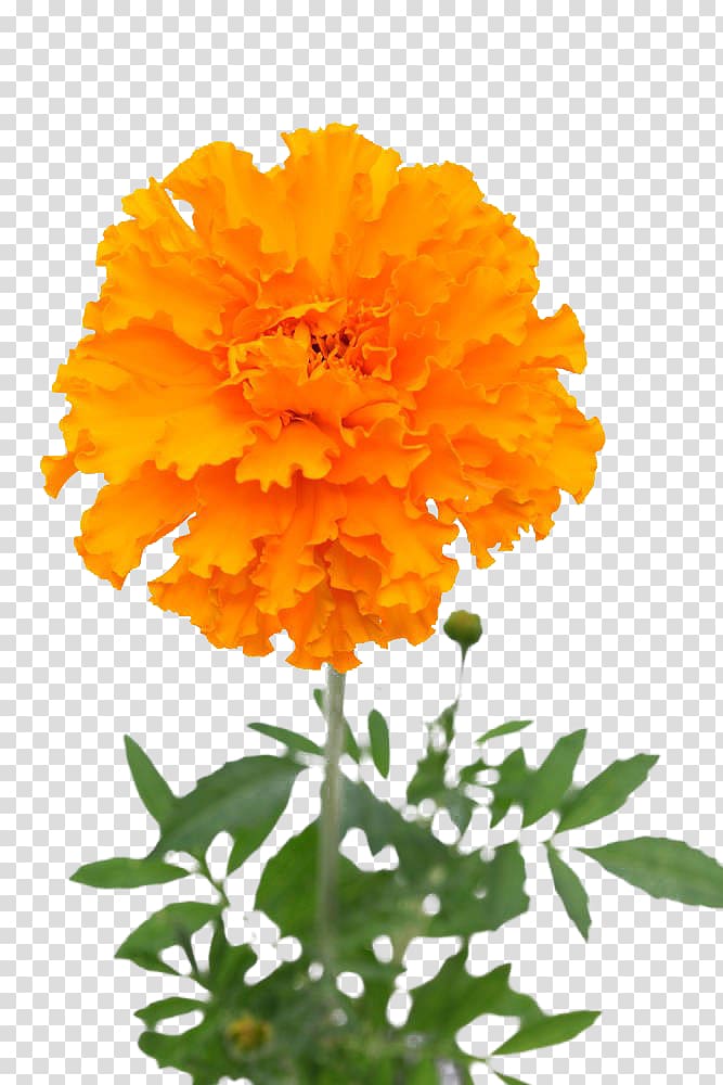 Mexican marigold Flower u30d5u30a9u30c8u30e9u30a4u30d6u30e9u30eau30fc, Yellow marigold transparent background PNG clipart