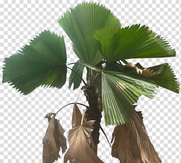 Asian palmyra palm Arecaceae Licuala grandis Fan-leaved palms Plant, plant transparent background PNG clipart