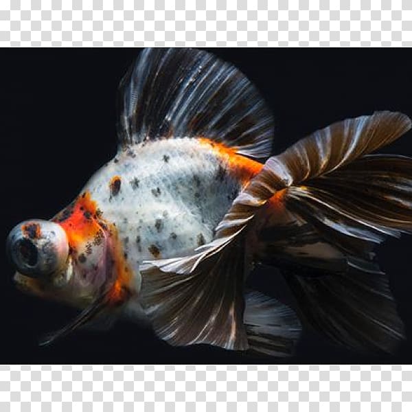 Koi Telescope Butterfly tail Common goldfish Fantail, others transparent background PNG clipart
