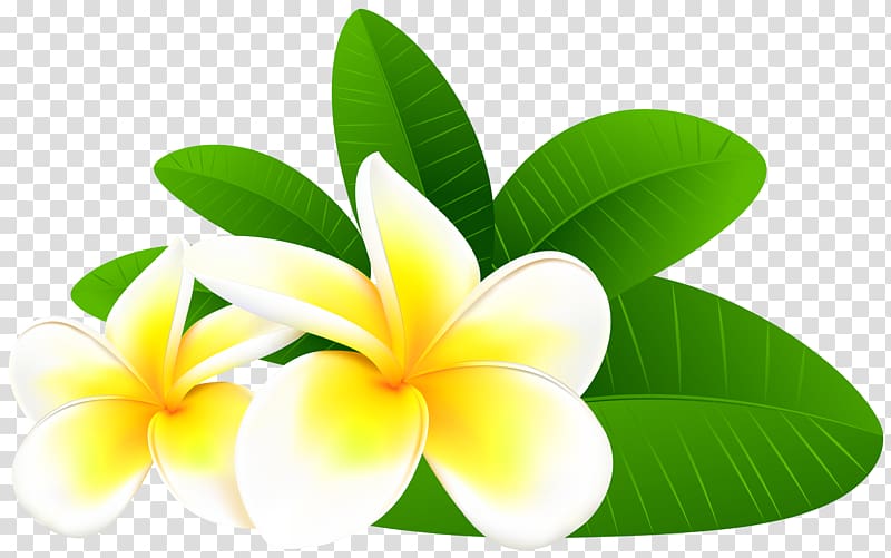 white-and-yellow plumeria flowers , Frangipani Flower , frangipani transparent background PNG clipart